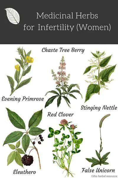 HerbalRemediesforSupportingConception