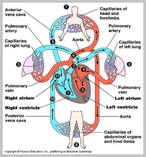 Qi'sRoleintheBody:CirculationandFunction